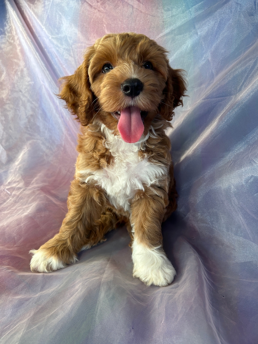 Male Cockapoo Puppy F1b Red with White Markings DOB 6-23-2023 $1200